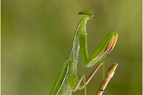 Mantes religieuses